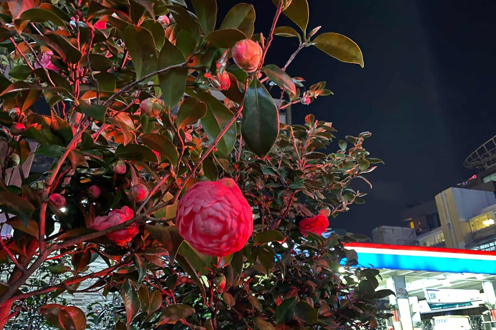 來最美加油站賞花 台北鬧區竟暗藏城市小花園 天下雜誌