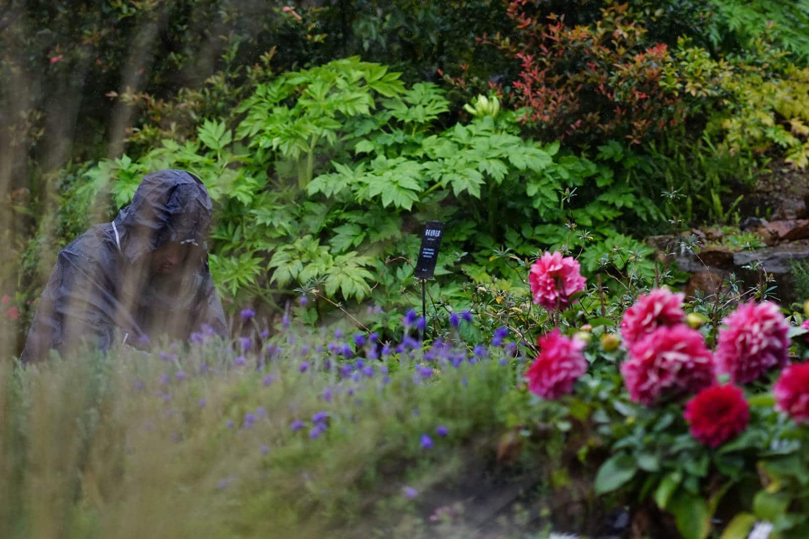 九成花草可以吃花藝大師凌宗湧如何種一座可食用花園？｜天下雜誌