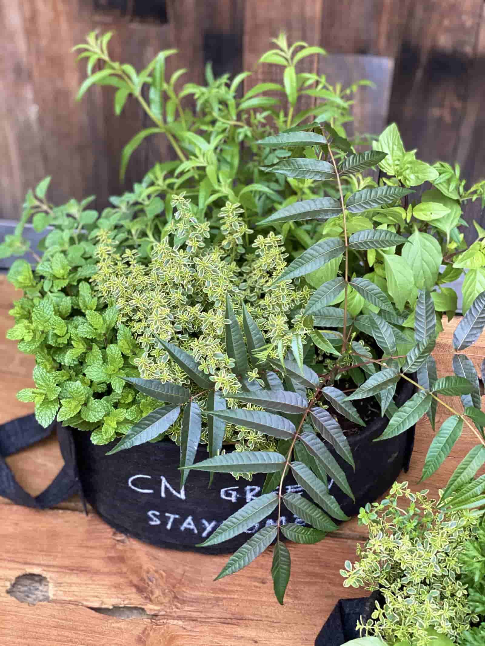 九成花草可以吃花藝大師凌宗湧如何種一座可食用花園？｜天下雜誌