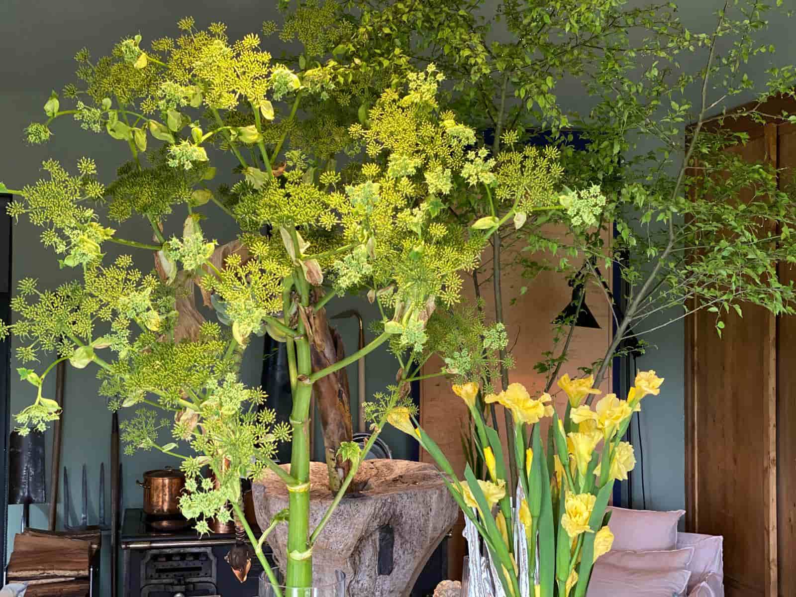 九成花草可以吃花藝大師凌宗湧如何種一座可食用花園？｜天下雜誌