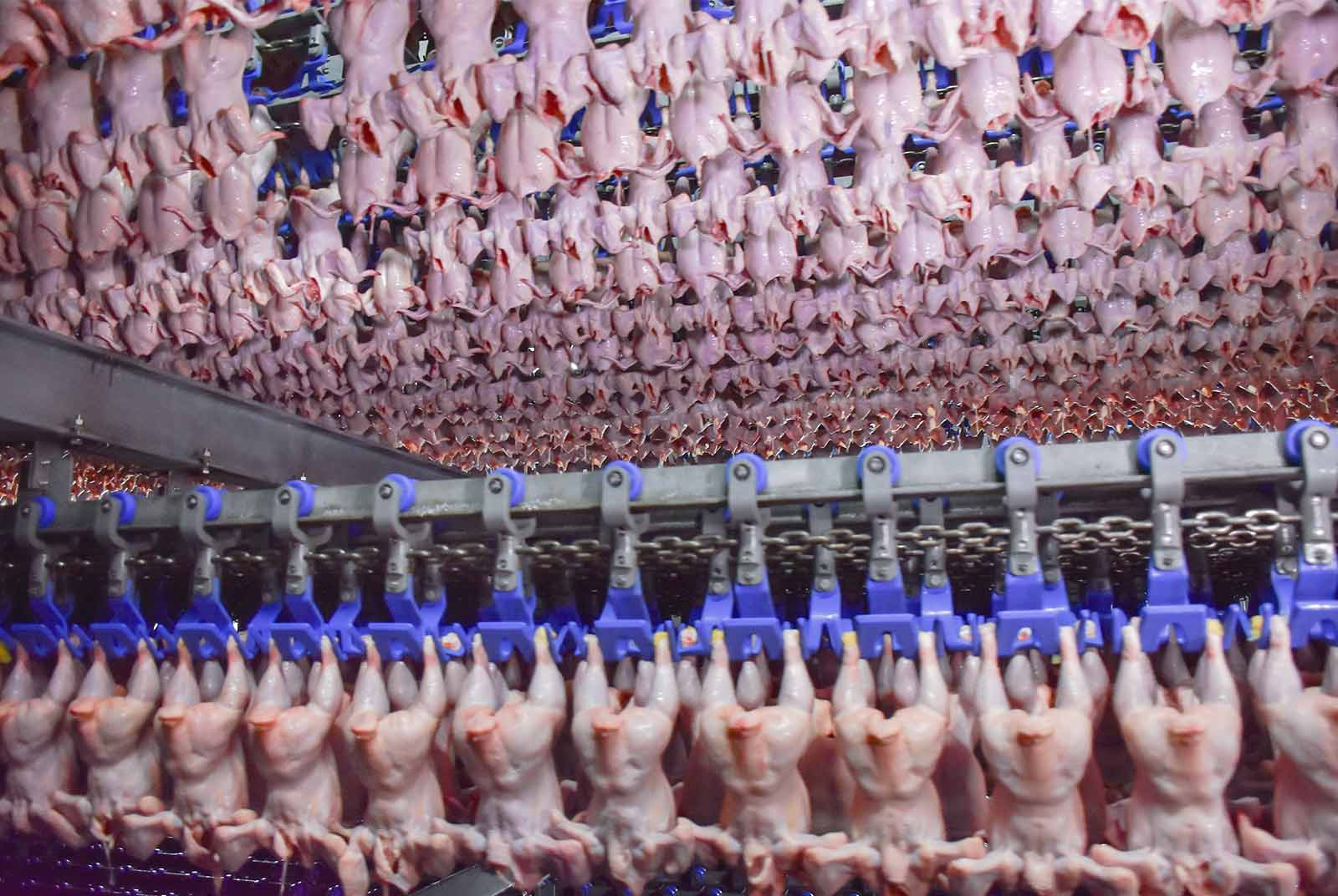 福壽實業,雞肉,食品業,洽富實業,氣冷雞