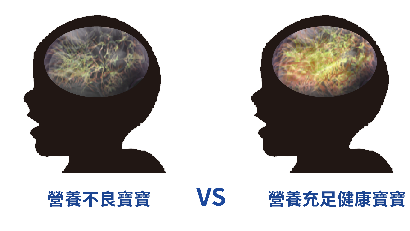 營養充足與否對寶寶大腦發展至關重要。