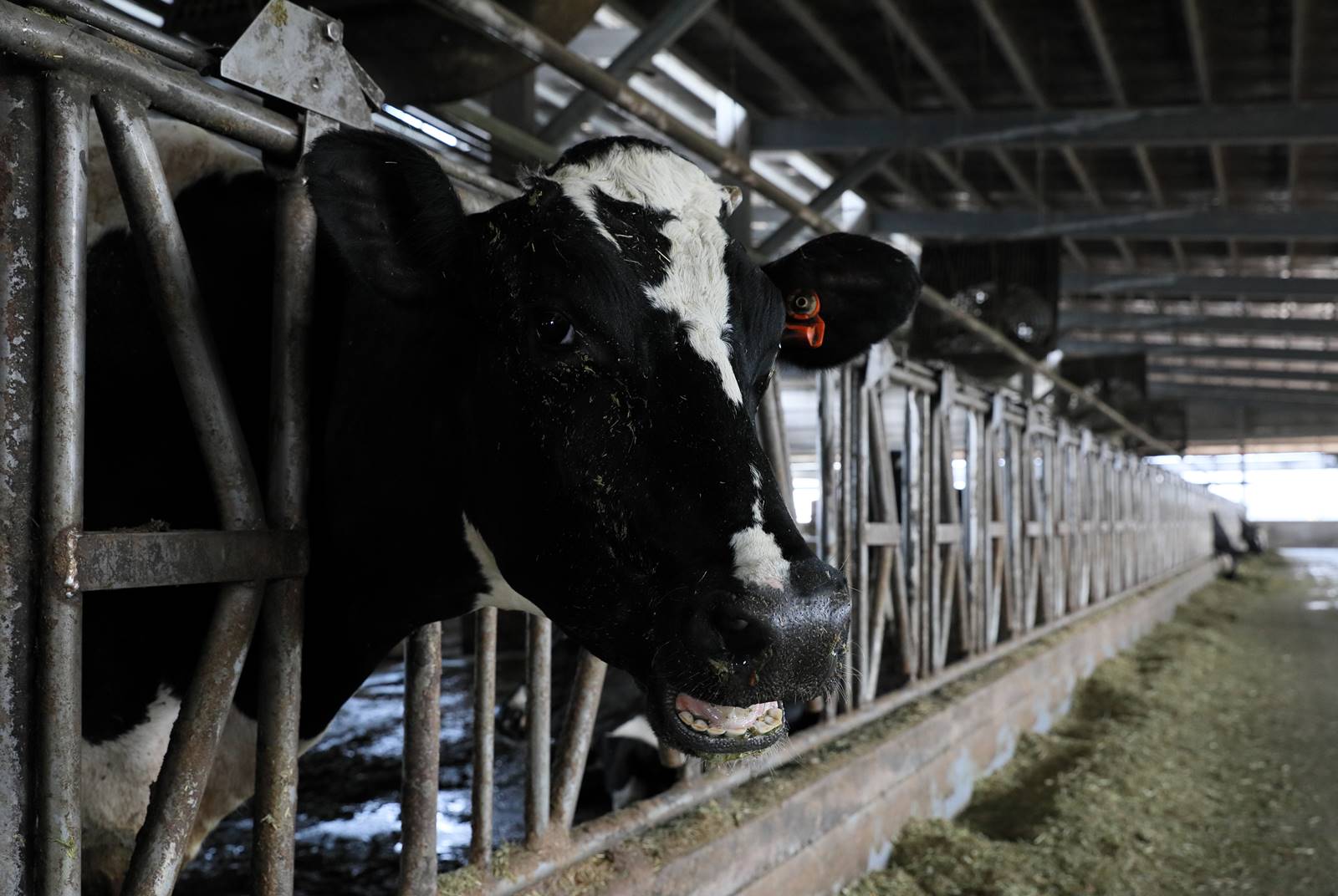 鮮乳坊營收破5億 叛逆獸醫師救牛奶 幫小農找回價值 天下雜誌