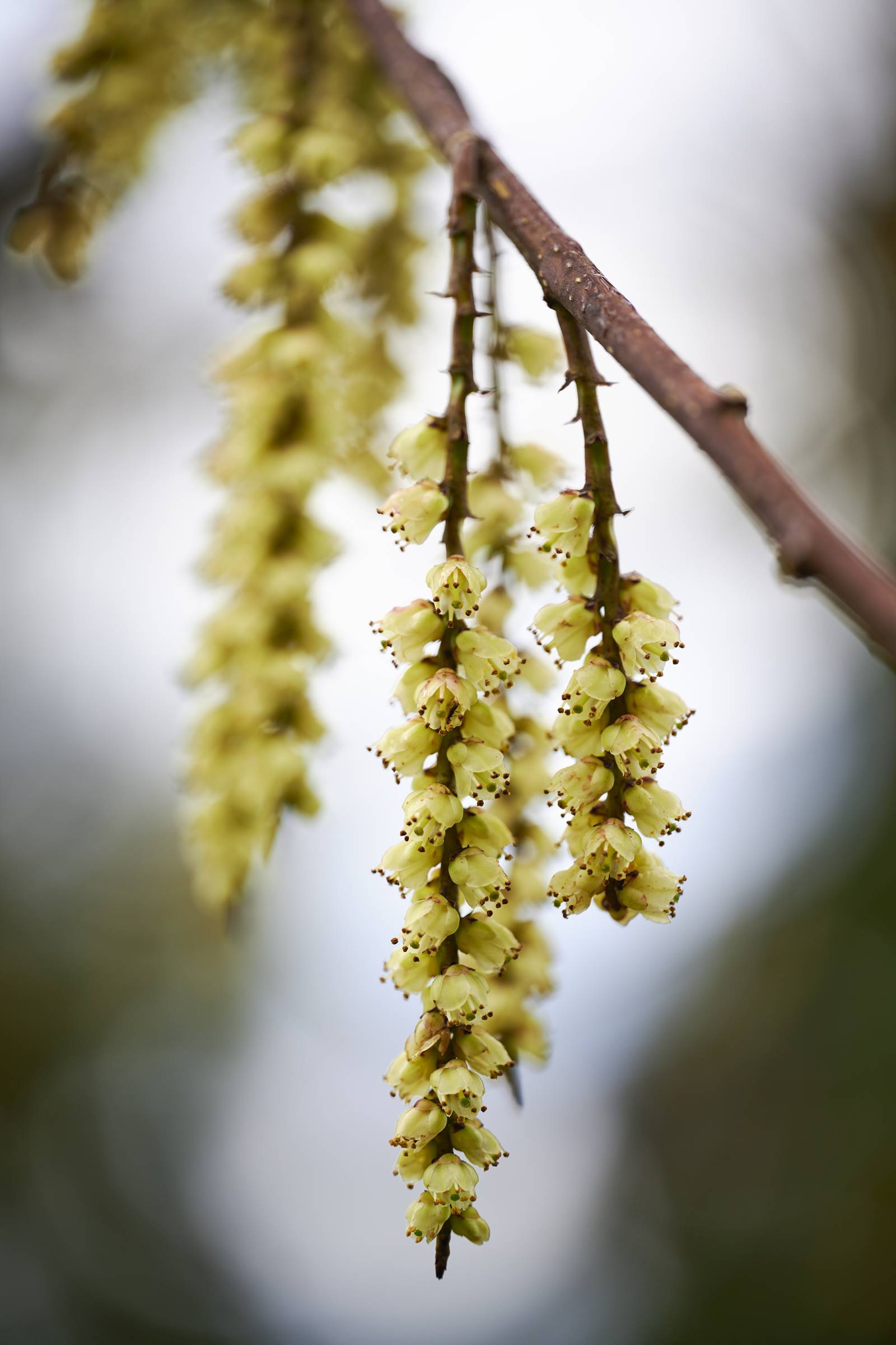 通條樹樹花