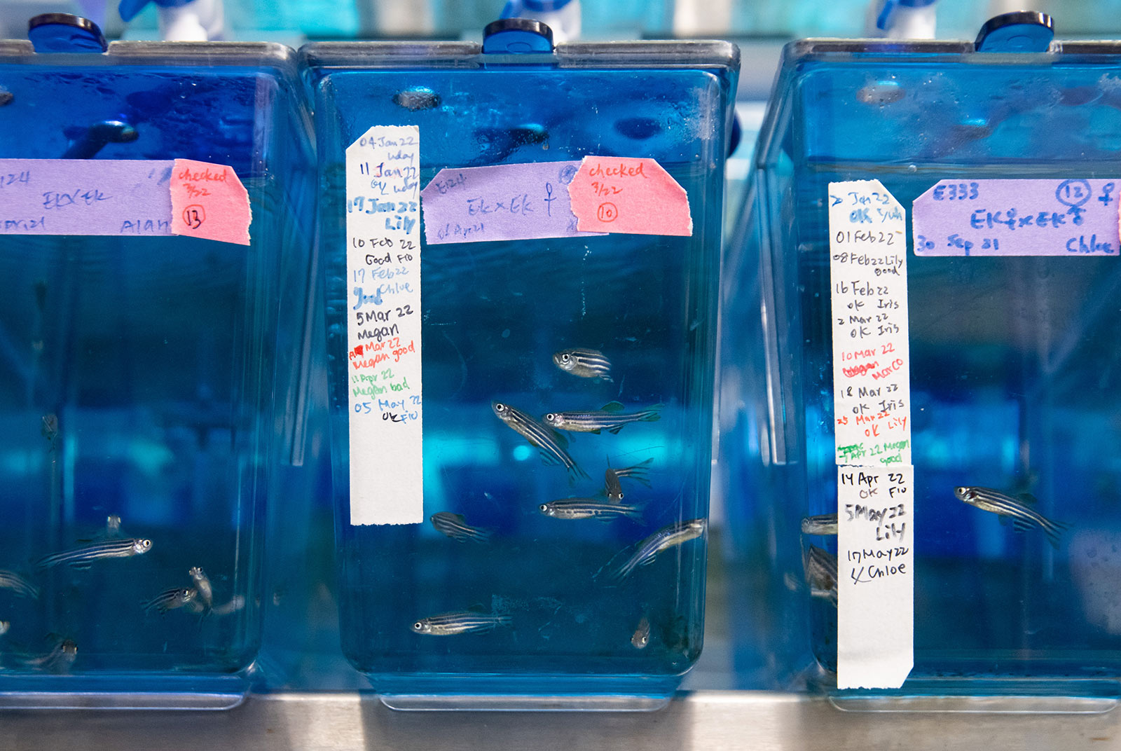 斑馬魚