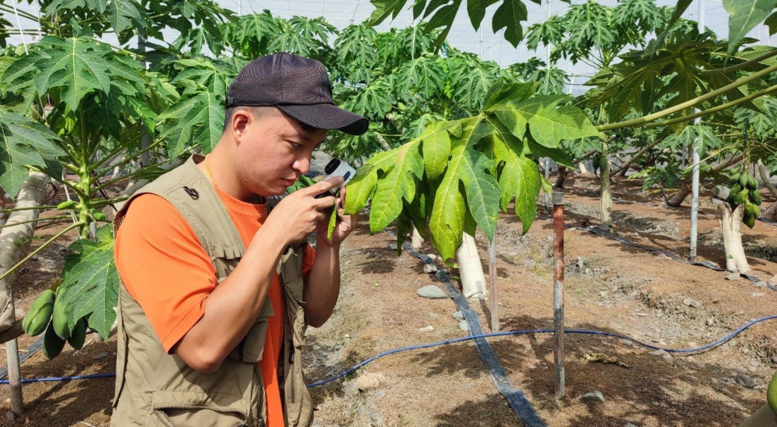 儲備植物醫師陳泊菘協助執行害蟲監測調查。