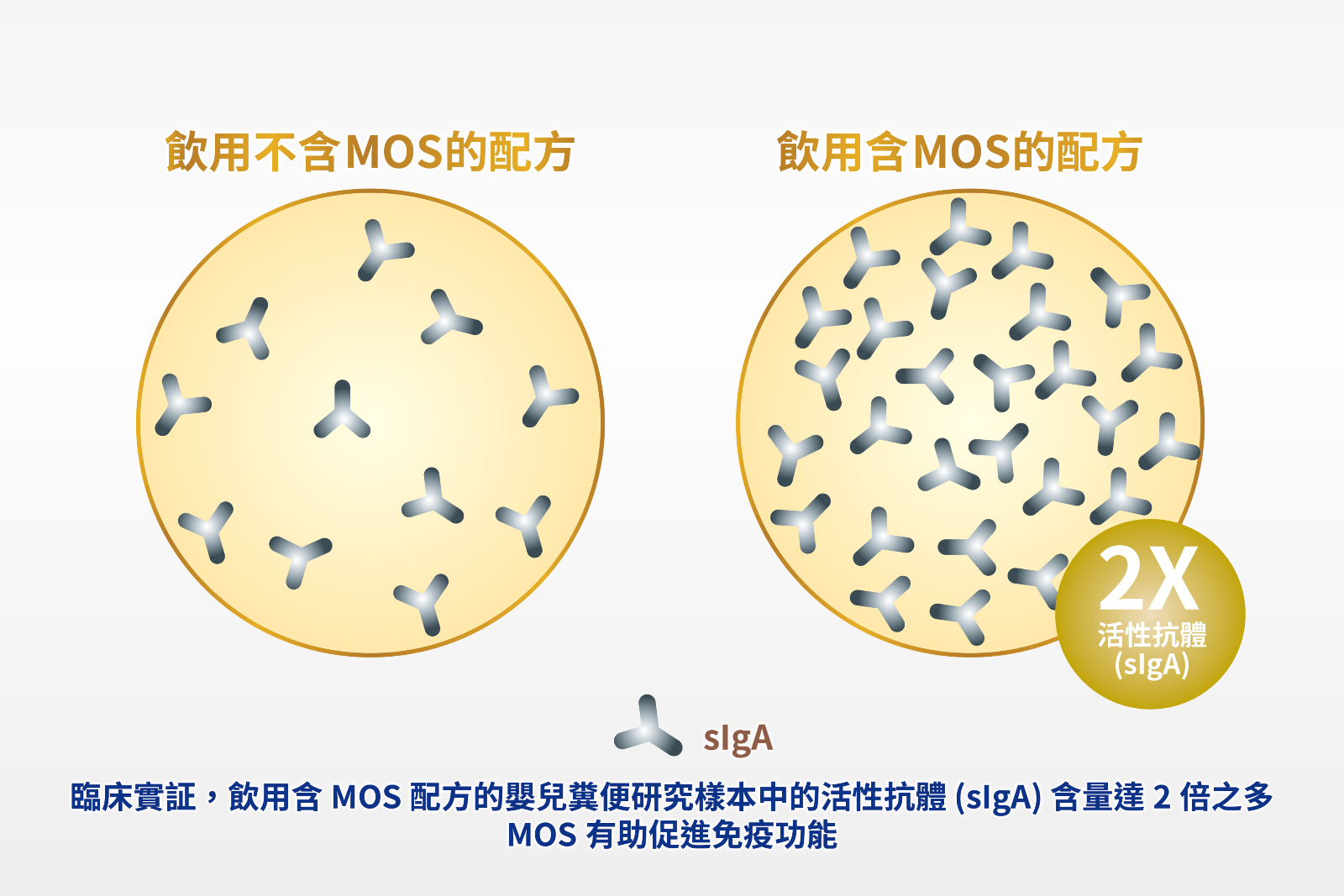補充營養成分含MOS配方的寶寶,其活性抗體(slgA)是一般寶寶的兩倍,全面提升寶寶保護力。