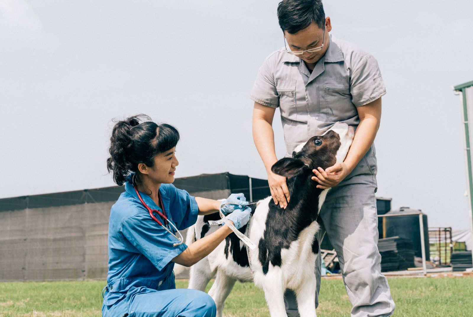 瑞穗鮮乳的獸醫師以耐心讓牧場「初生之犢」恢復健康。圖片來源:瑞穗鮮乳 (此為畫面示意,並非文章故事中所對應之牧場)
