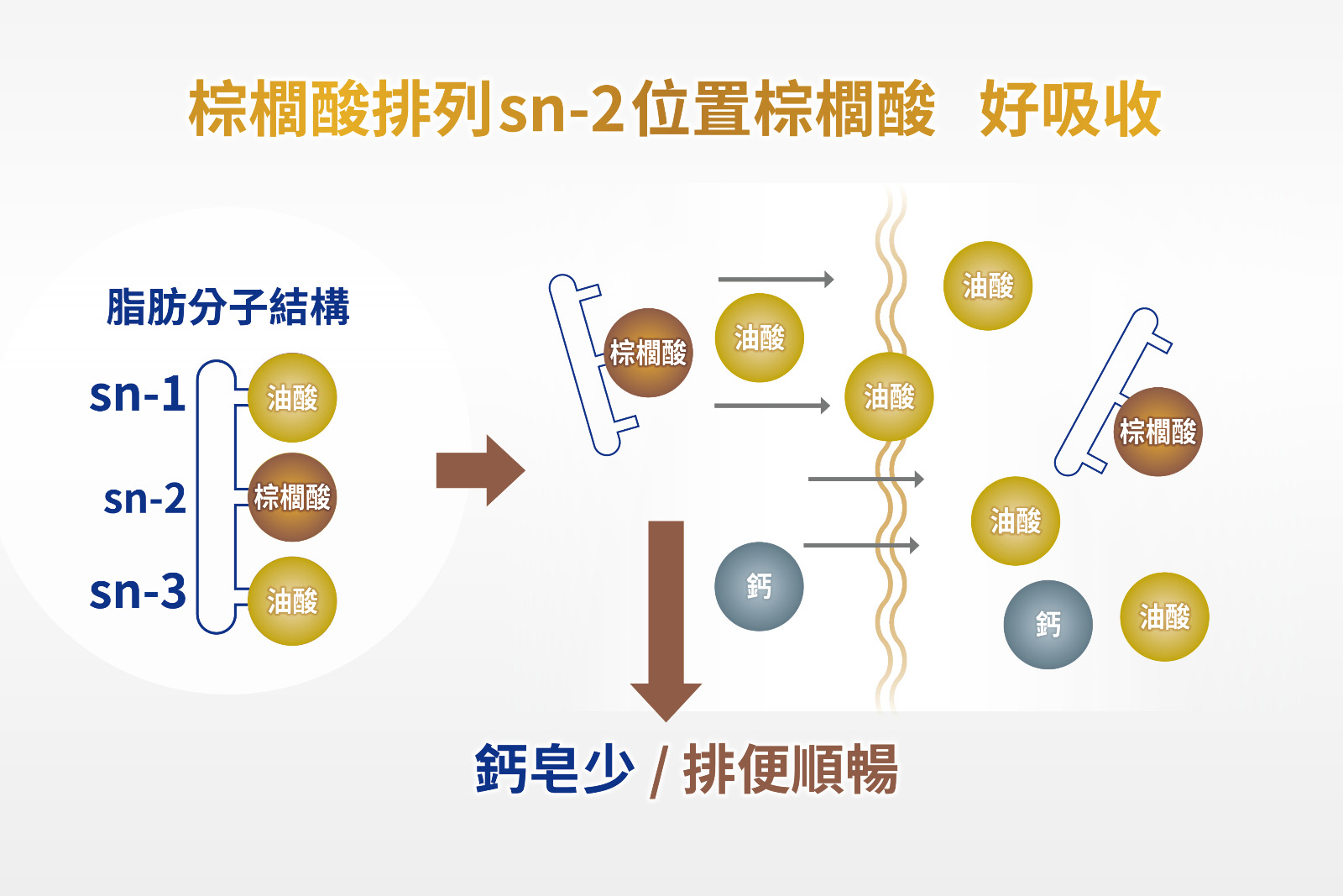 多元母乳活性因子sn-2 PA 能幫助寶寶吸收關鍵營養,減少鈣皂生成,排便更順暢。