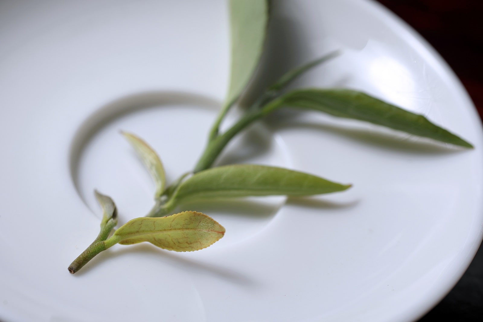 茶-東方美人-茶金-新竹-幸福台灣味