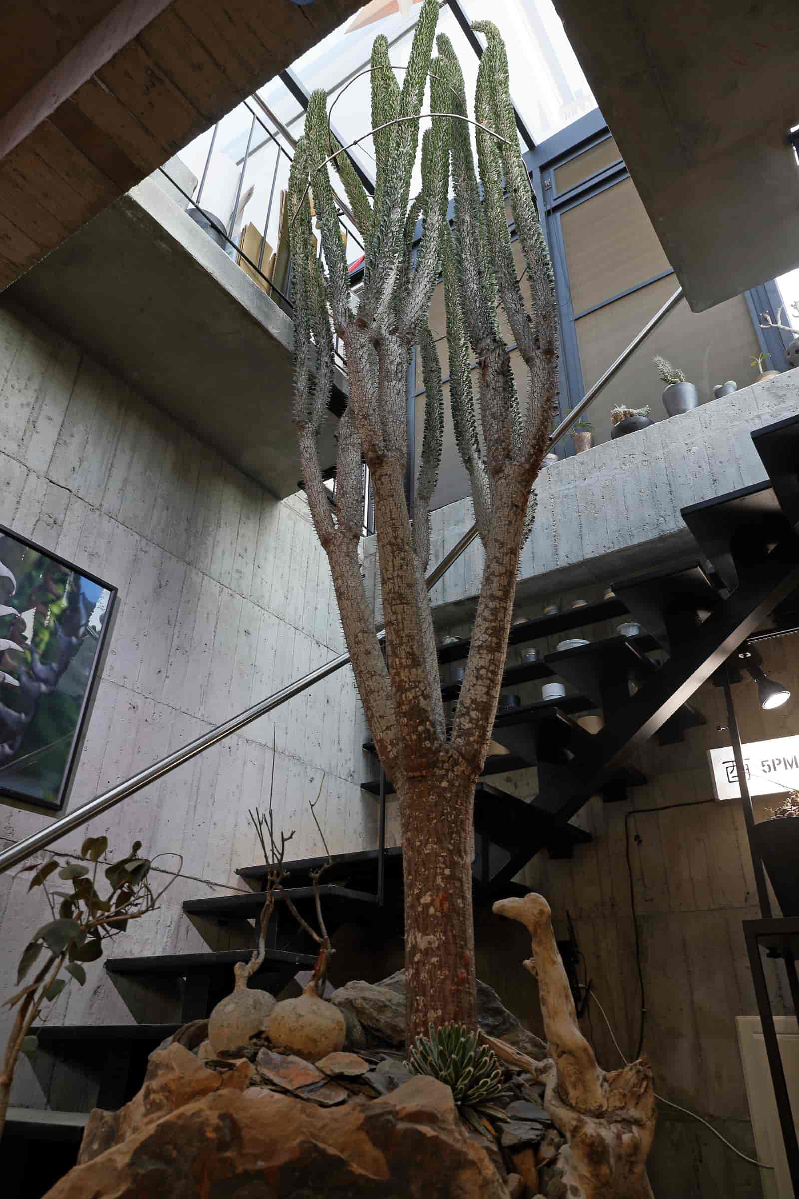 酉,塊根,植栽,園藝,盆栽
