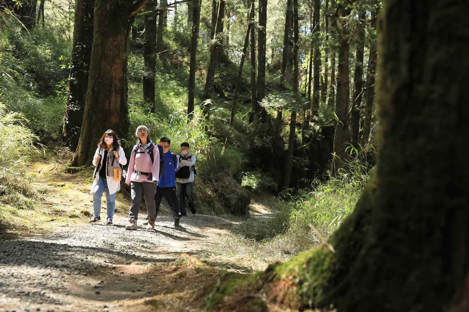水山療癒步道-阿里山-森林療癒-健行
