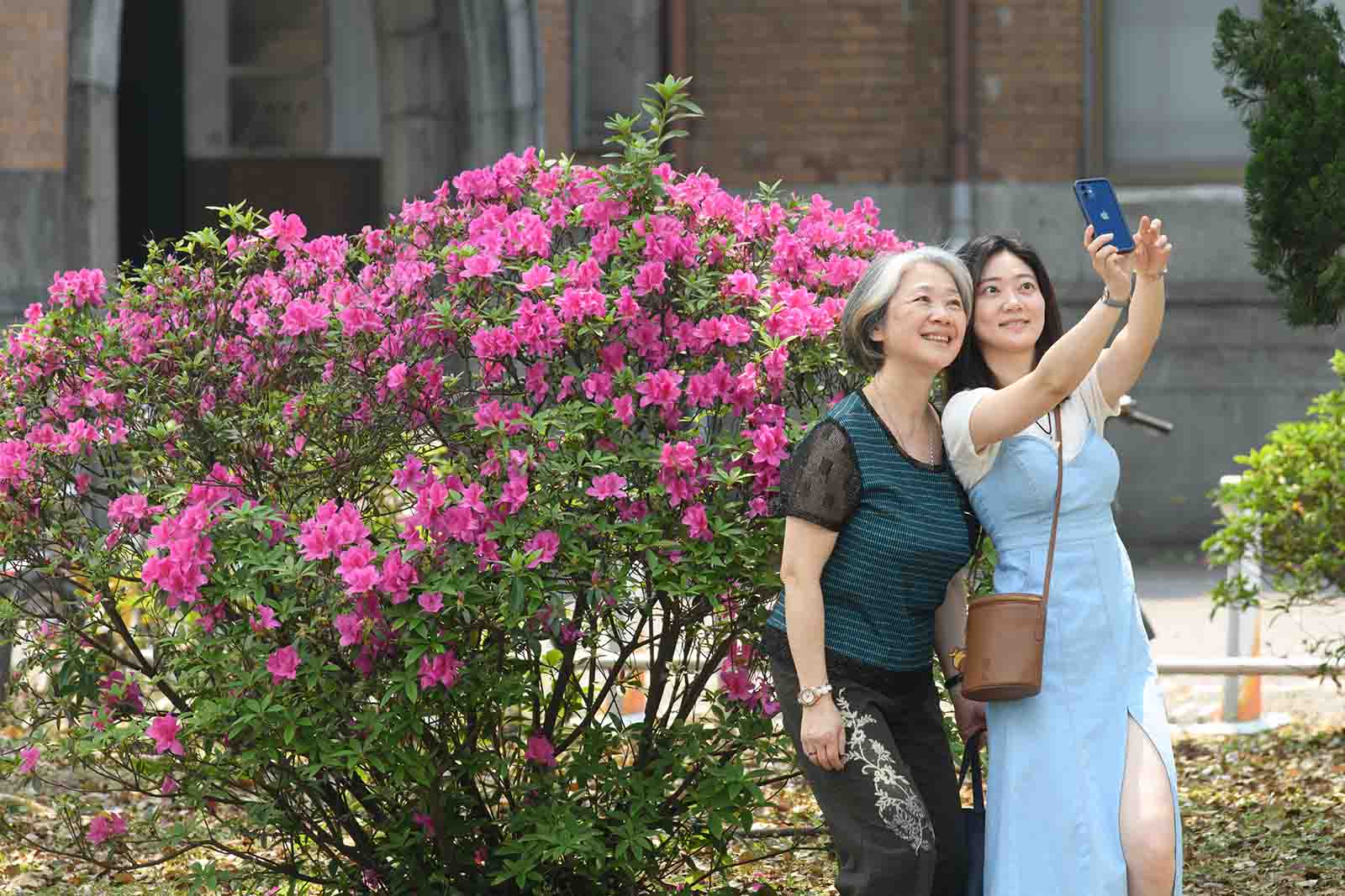 台大-杜鵑花-台灣大學--杜鵑花節