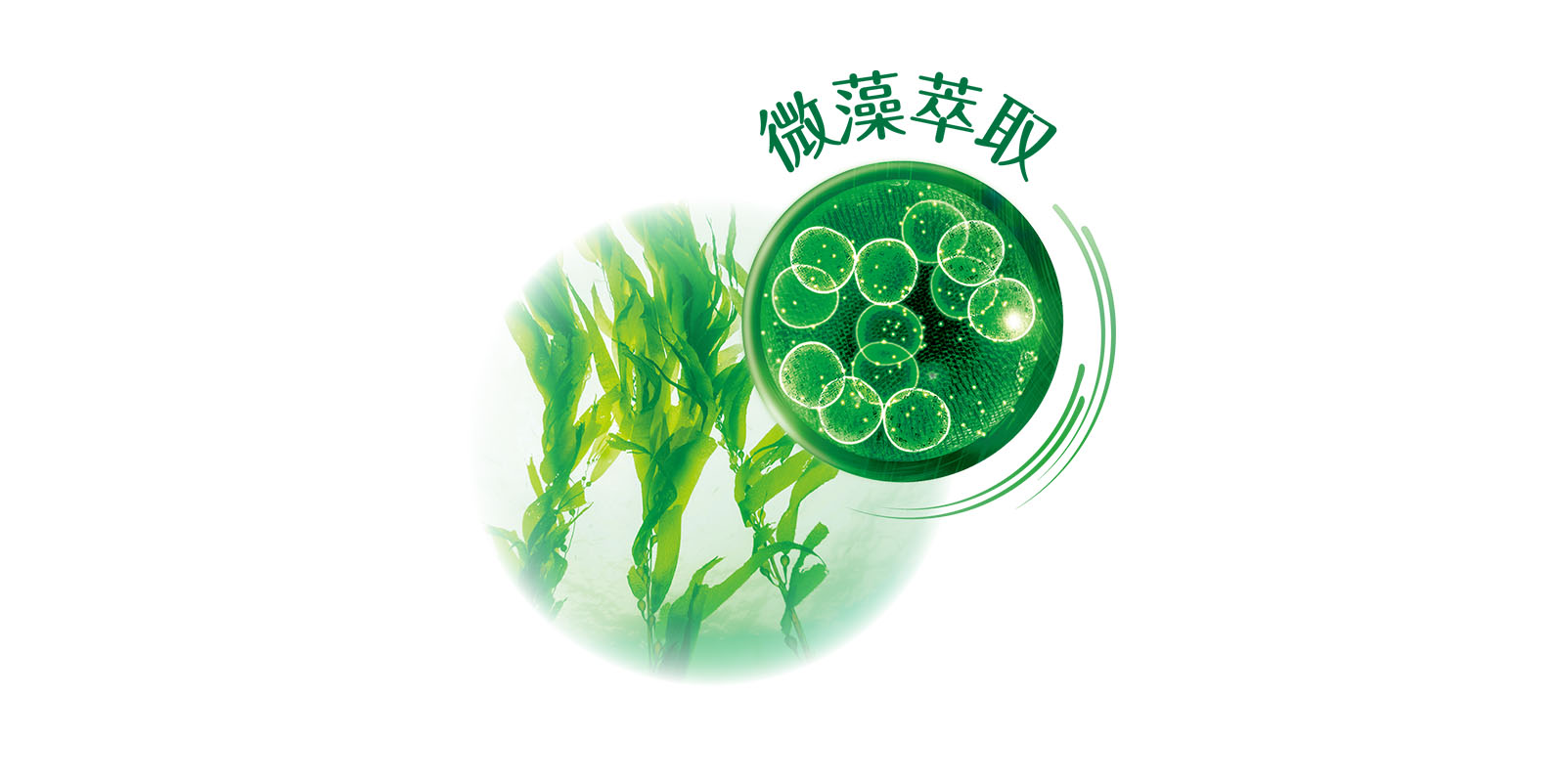 藻油直接萃取自超級食物微藻,營養價值比其他一般食物高,而微藻有與生俱來自行創造DHA的能力,相對魚油來說,藻油的來源相對天然純淨,更沒有魚油那樣有海洋污染的疑慮。