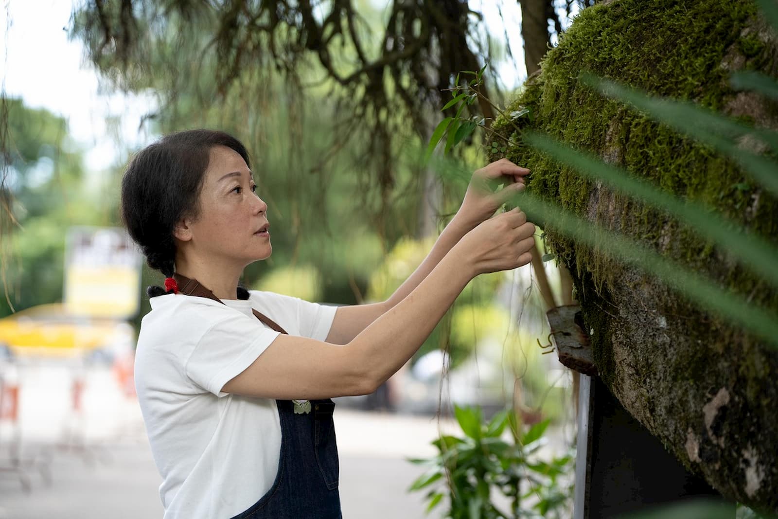 因為愛上平溪的苔蘚之美,于慧正創辦「苔苔姊姊工作室」推廣苔蘚教育,讓大眾能更了解苔蘚的永續價值。