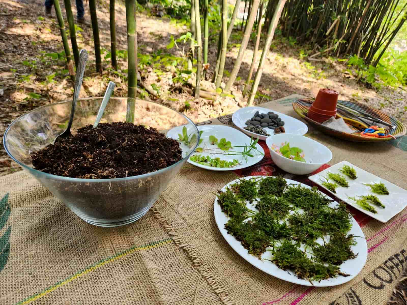 「苔苔姊姊工作室」的課程,先從「苔蘚的認知教育」開始,並讓學員親自觸摸苔蘚,用五感感受苔蘚植物的生命力。