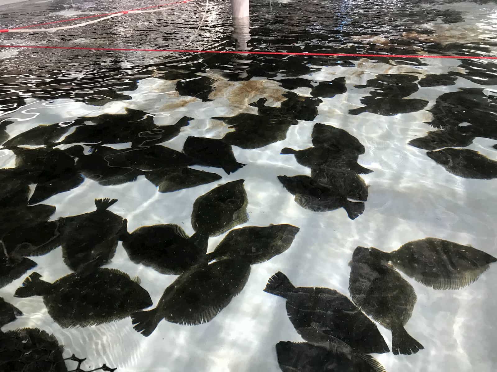 牙鮃養殖池。