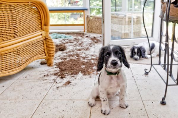 are dogs covered by home insurance