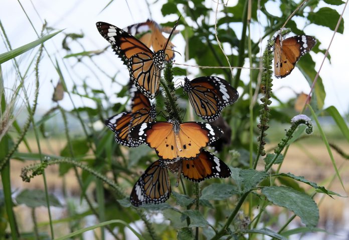 mariposa monarca