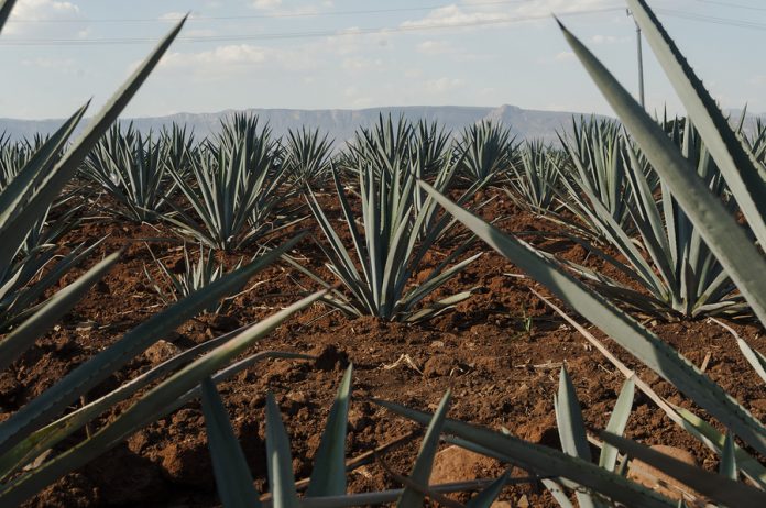 agave