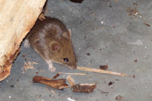 Hantavirus