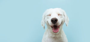 perro-perros-felicidad