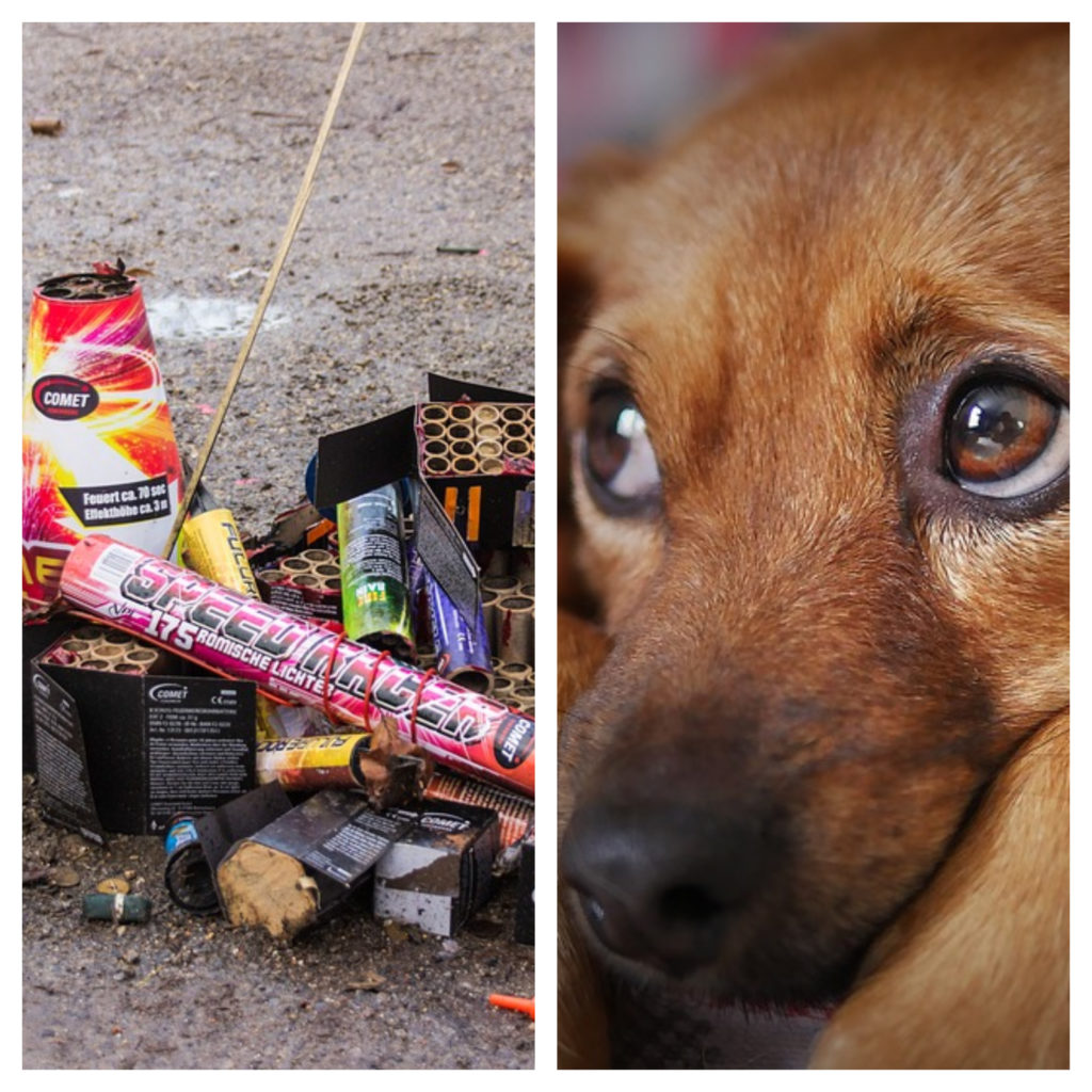 Carcél a quien mate a los perros con pirotecnia