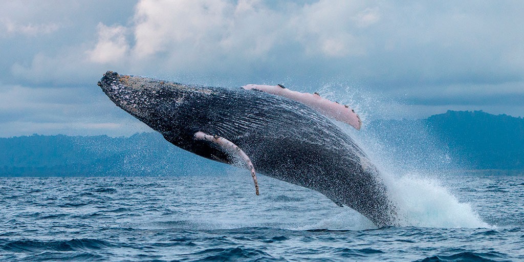 Ballenas jorobadas