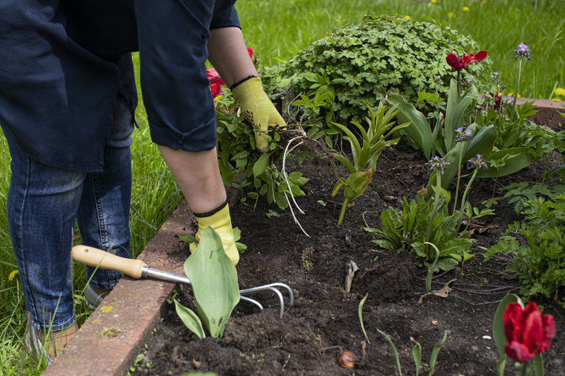 Jardinería trabajos en Canadá