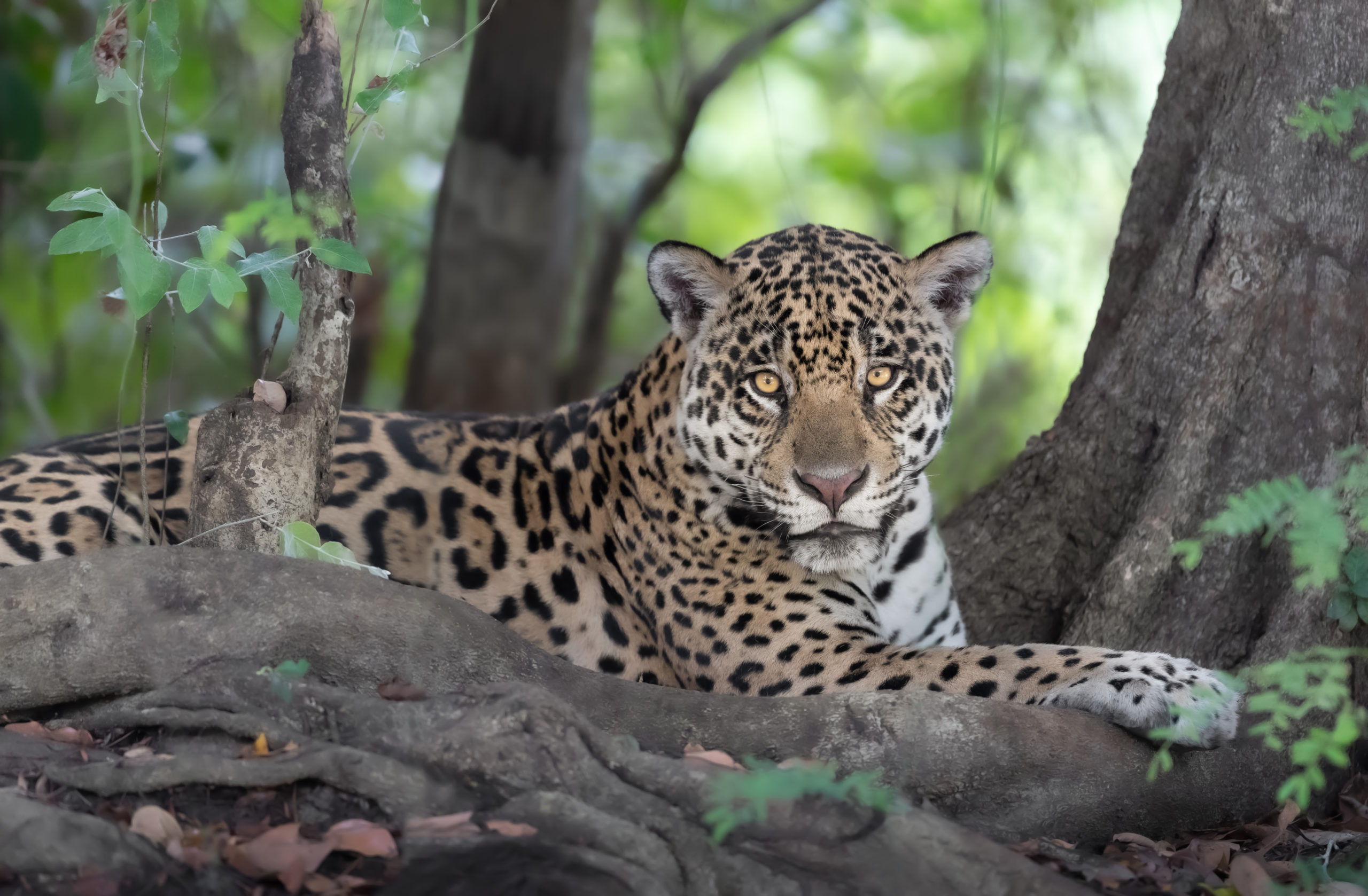 jaguar tren maya