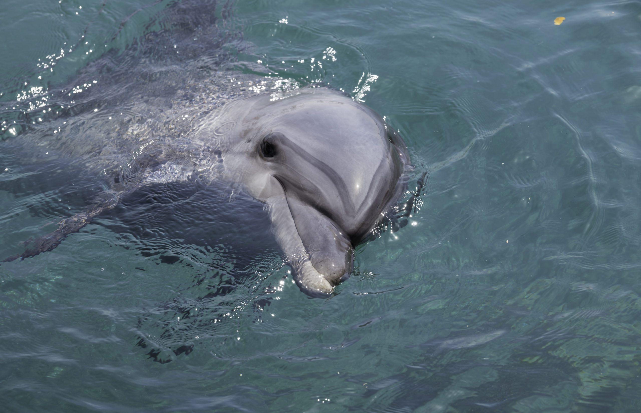 delfines