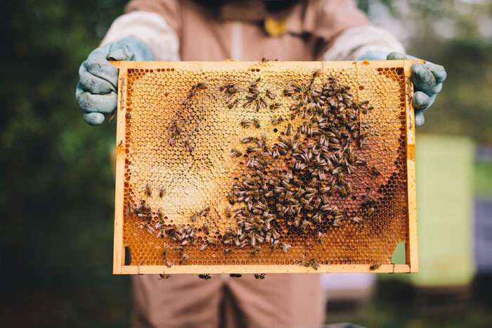 Abejas sin aguijón antibióticos