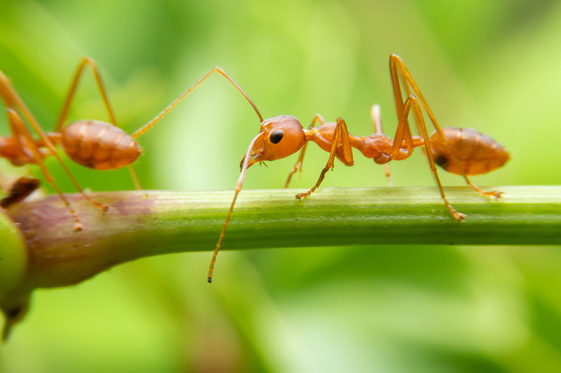 Hormigas detectan el cáncer en humanos