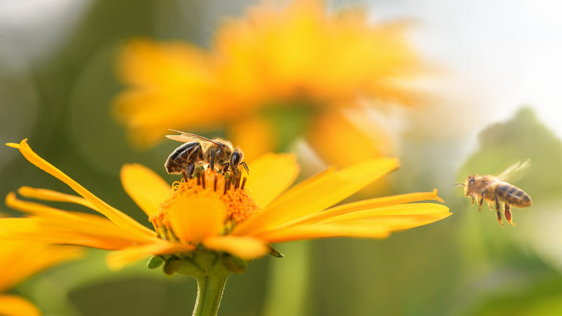 Día Mundial de las abejas