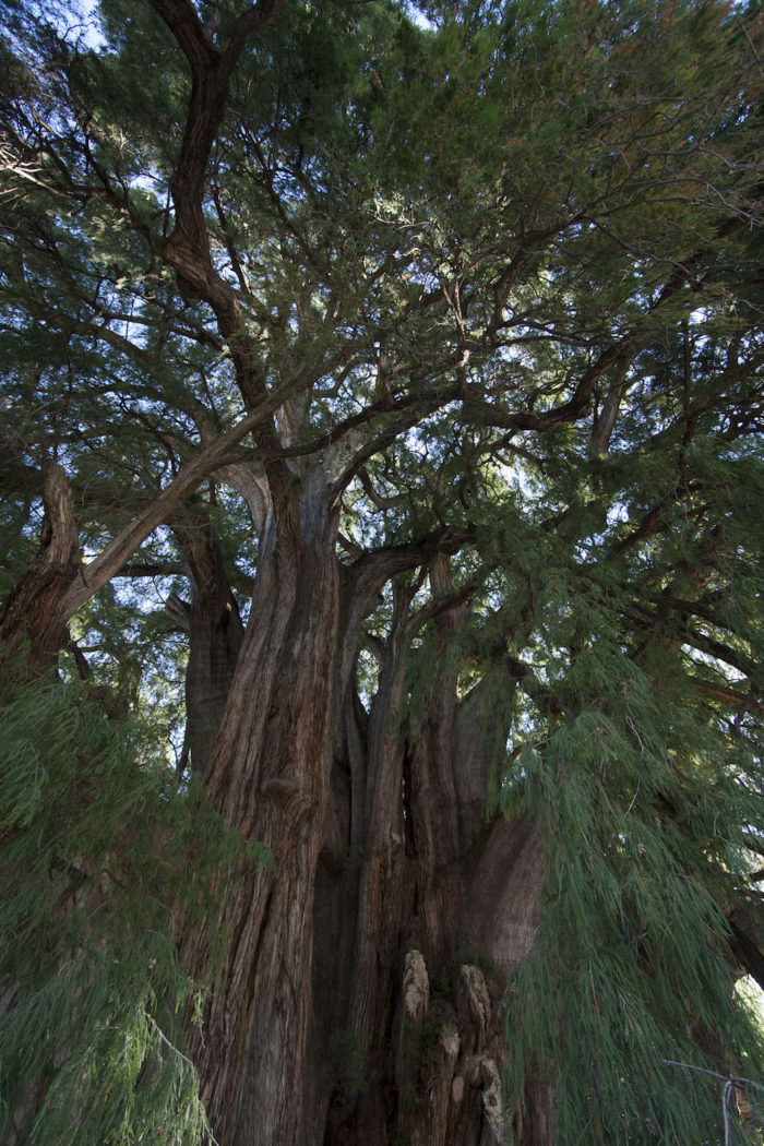 Ahuehuete árbol