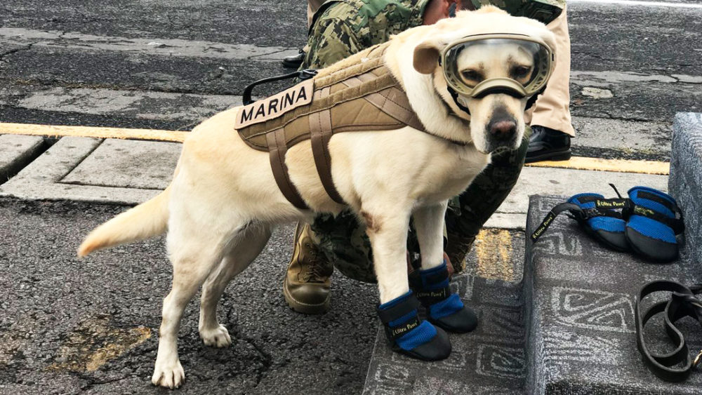 Curso para perros rescatistas CDMX