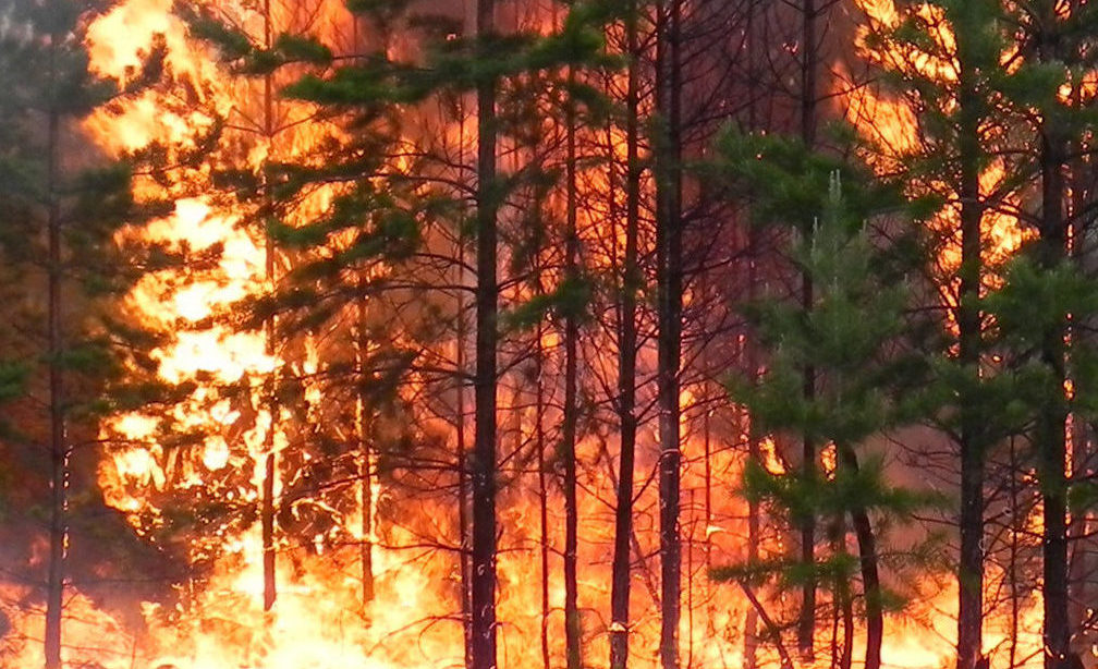 causas y consecuencias incendios forestales.