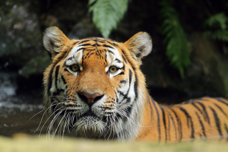 día internacional tigre