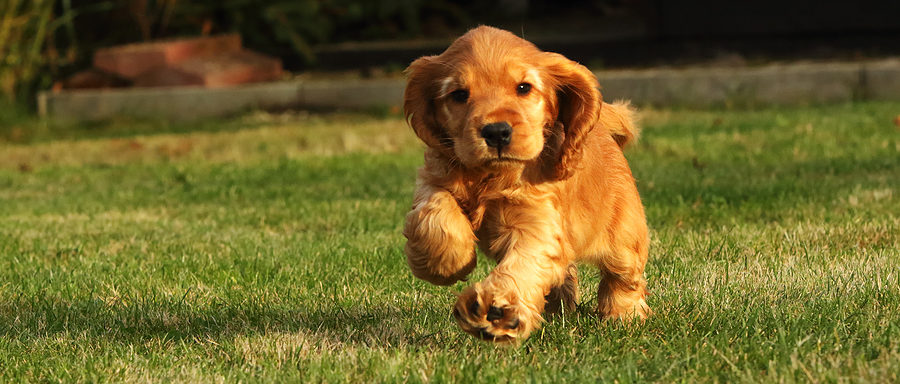 entrenar cachorro