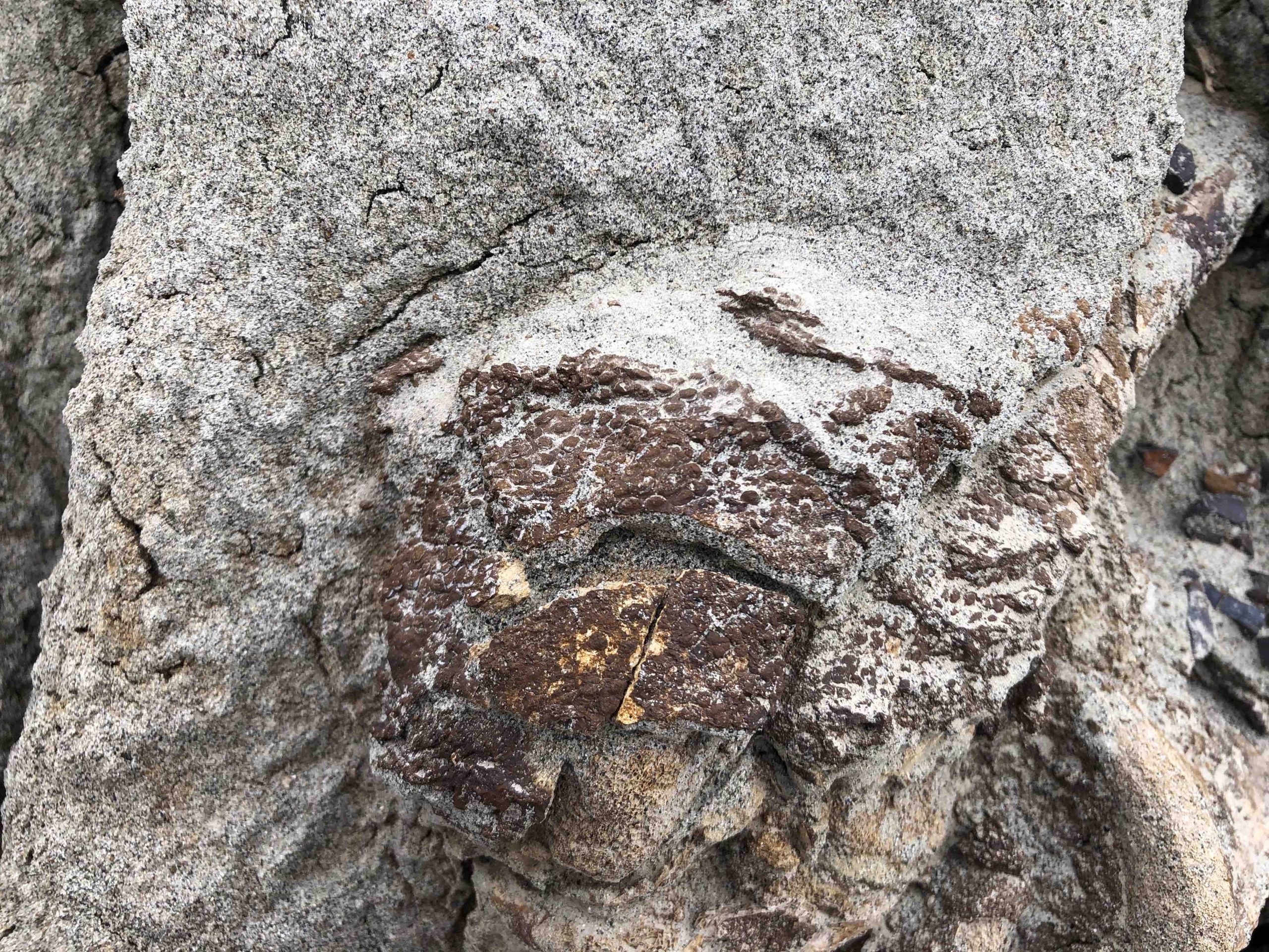 piel fosilizada dinosaurio Canadá