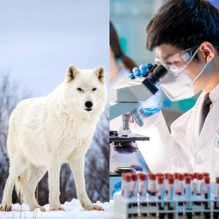 China clona lobo ártico