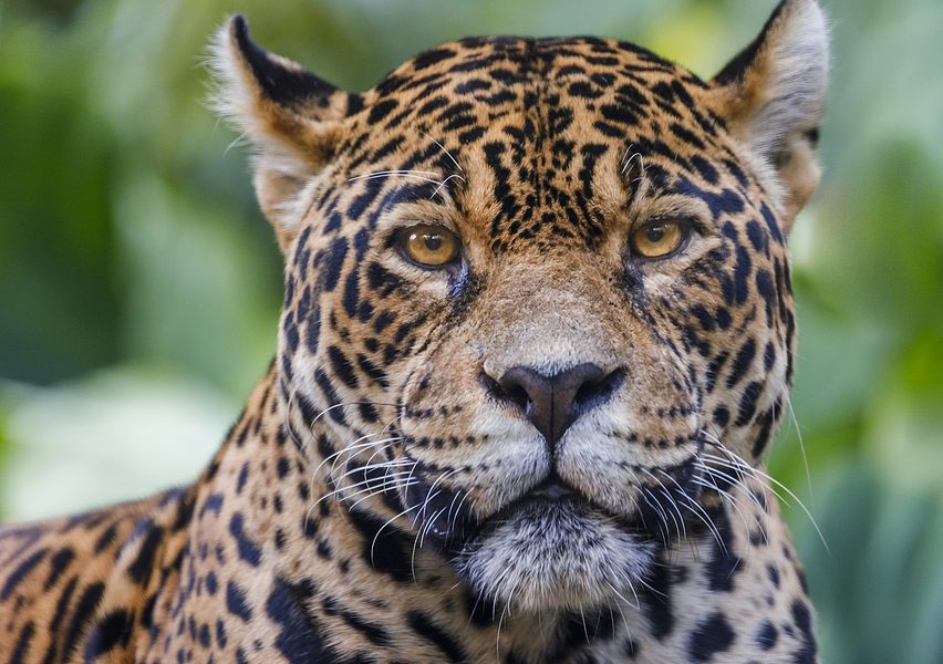 Día Mundial Conservación Jaguar