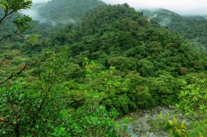 perdido bosques primarios tropicales