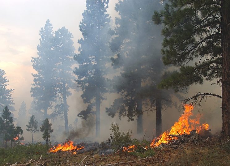 Incendio parque ecológico Xochimilco