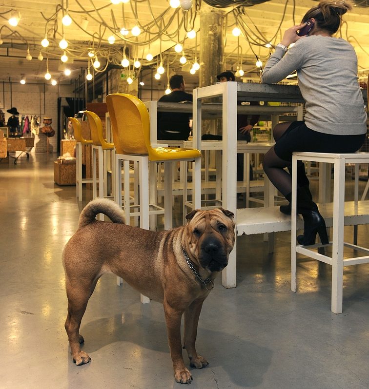 restaurantes Pet Friendly Oaxaca