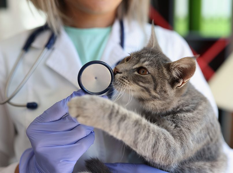 México bienestar animal consumidores