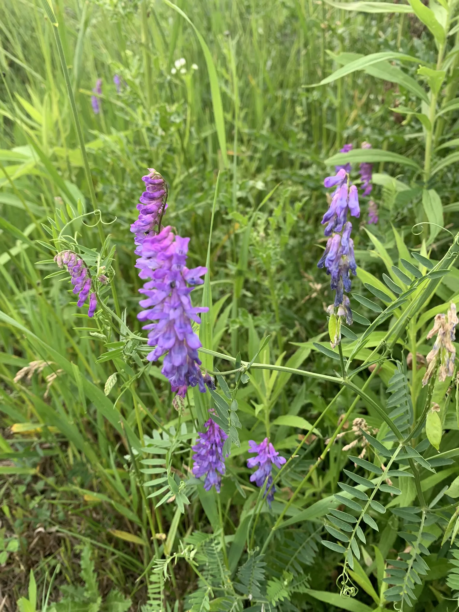 Bird Vetch