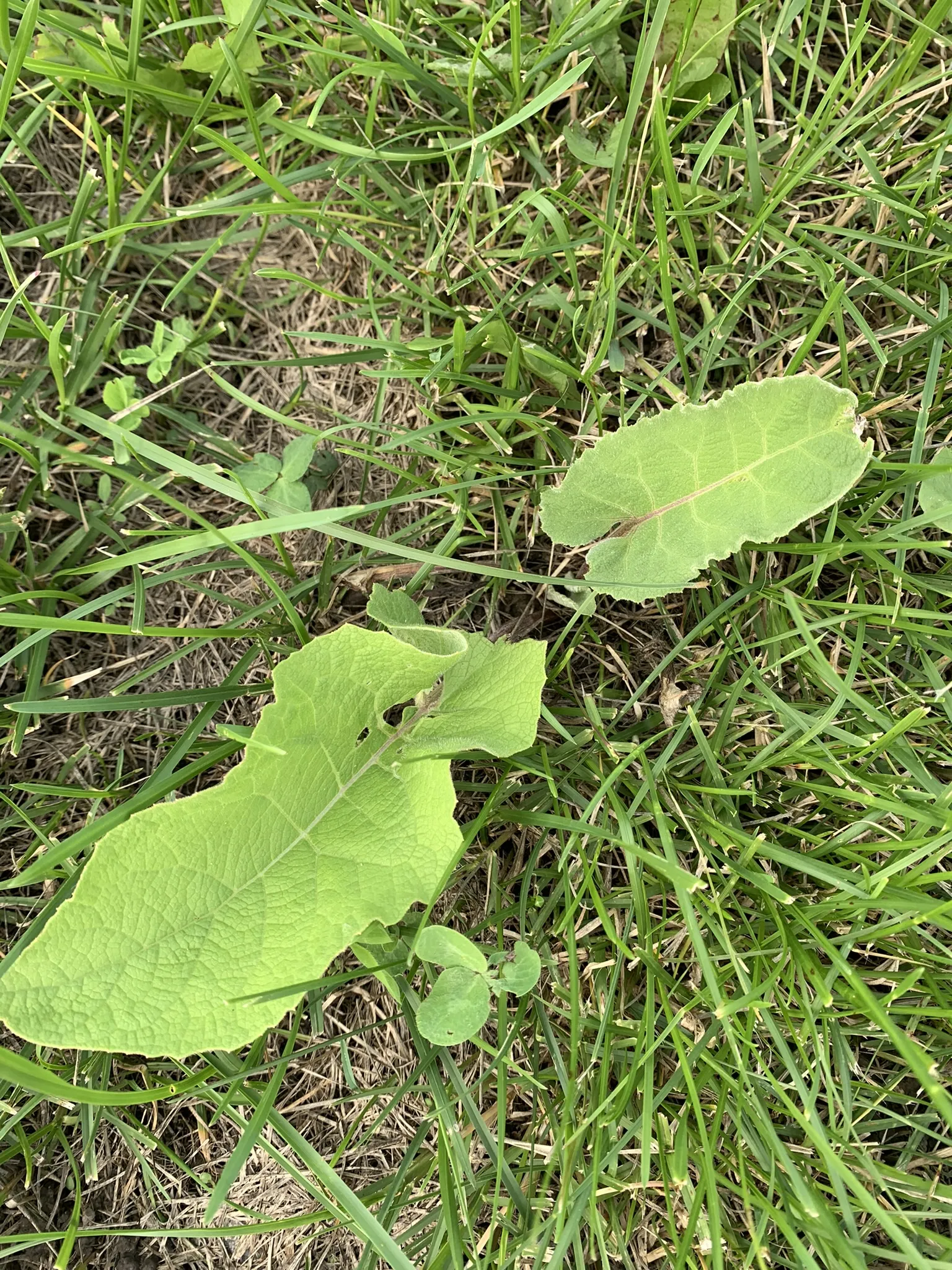 Burdock