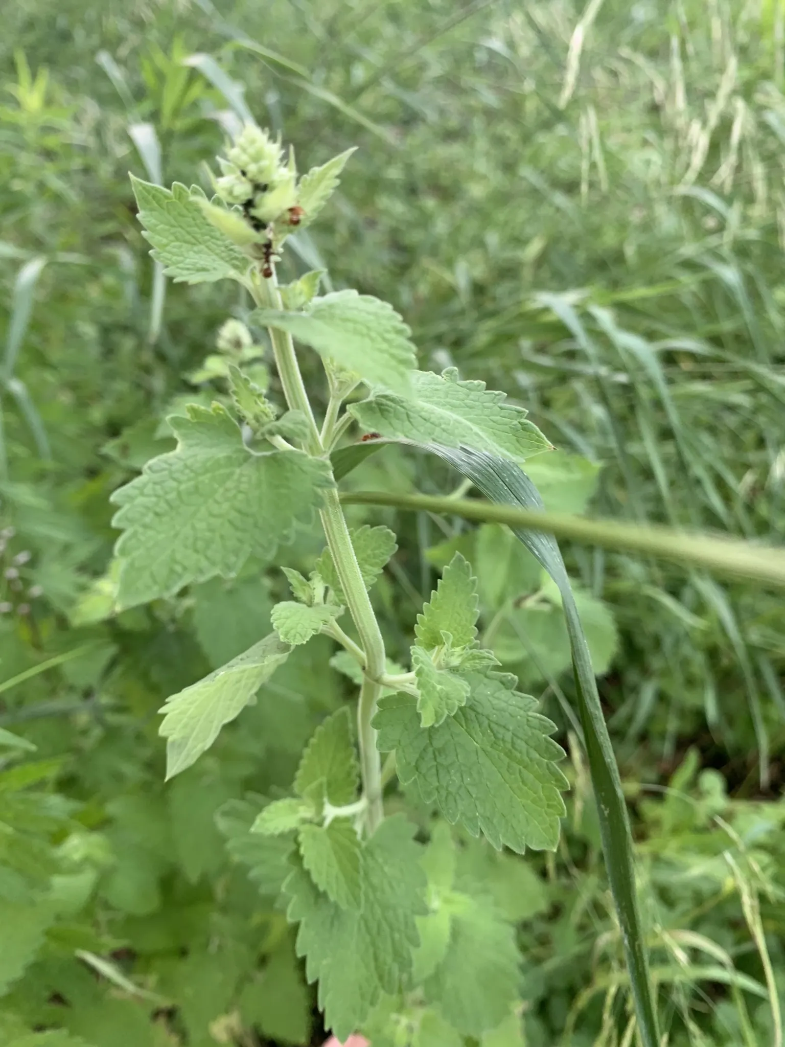 Catnip