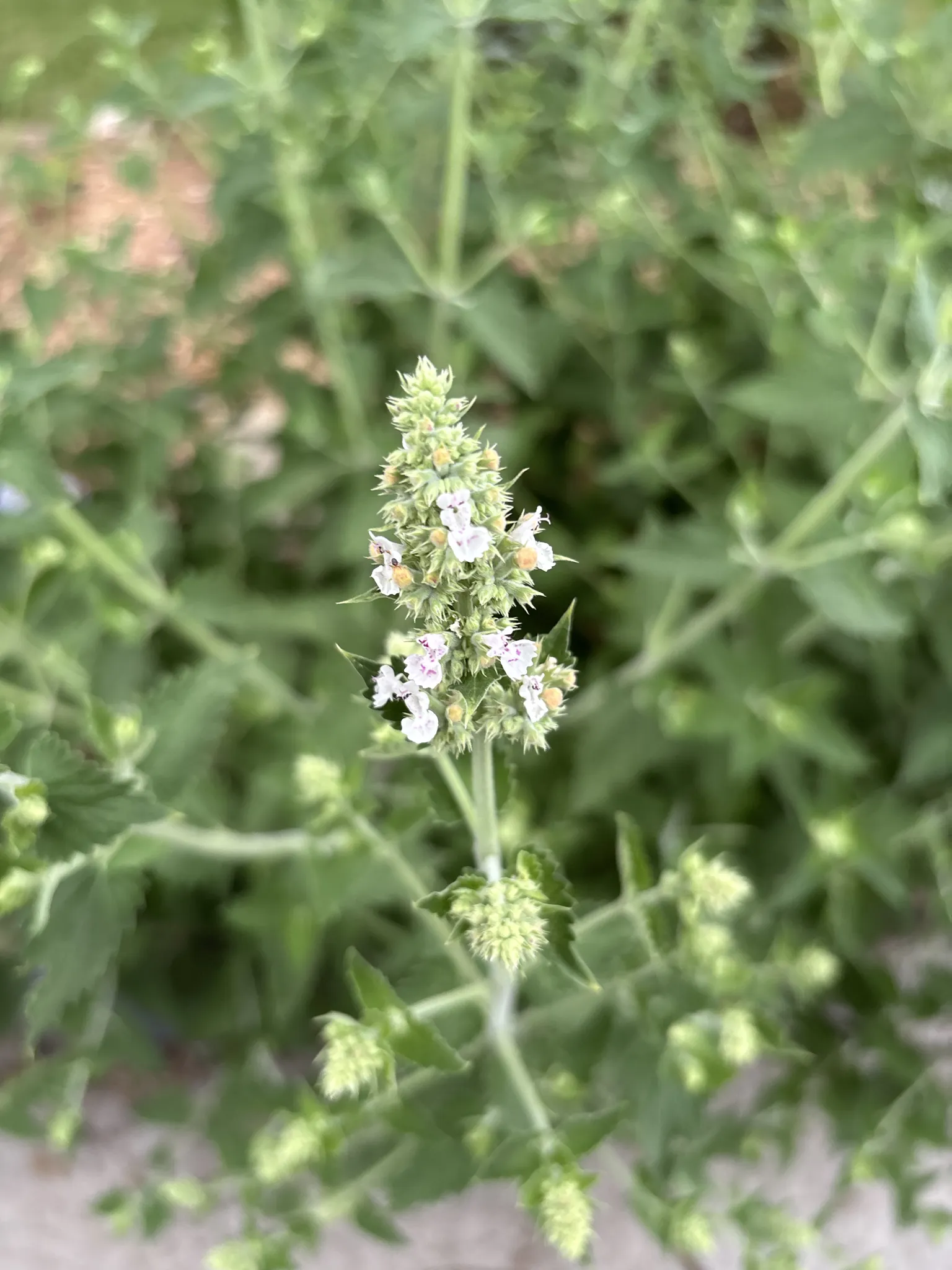 Catnip: White flowers with purple spots on a flower spike